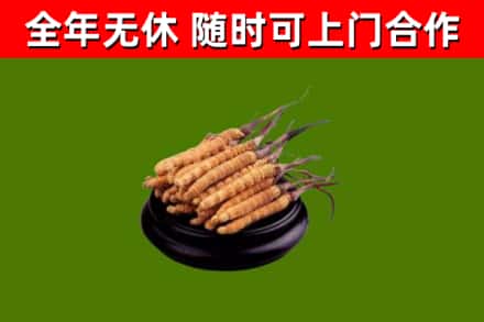 平顶山烟酒回收冬虫夏草.jpg