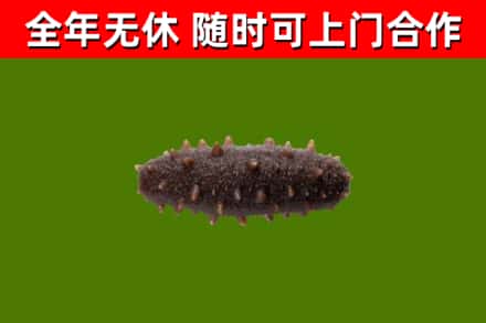 平顶山烟酒回收干海参.jpg